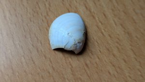 Bivalve - broken