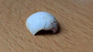 Bivalve - broken