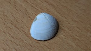 Bivalve - external view