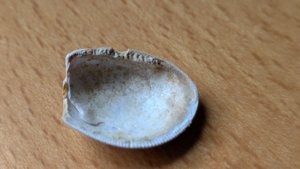 Bivalve - Internal view with denticulate margin