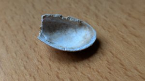 Bivalve - Internal view with denticulate margin