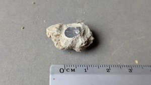 Small bivalve inside the matrix - Measurement ~0.5cm