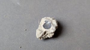 Small bivalve inside the matrix