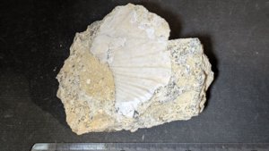 Bivalve fragment - Measurement ~7cm