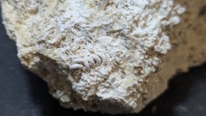 Bioclastic limestone with various spiral fragments - likely gastropod casts