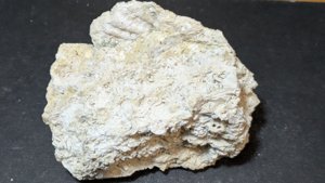 Bivalve fragment