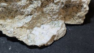 Bivalve fragment