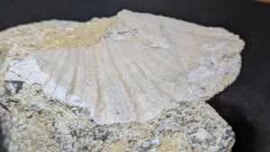 Bivalve fragment