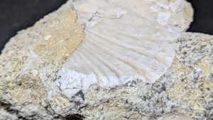 Bivalve fragment