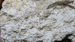 Bioclastic limestone with various spiral fragments - likely gastropod casts