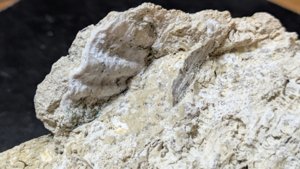 Bivalve fragment