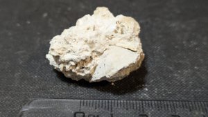 Bivalve cast