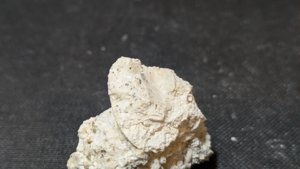 Bivalve fragment imprint