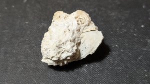 Bivalve cast