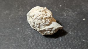 Bivalve cast