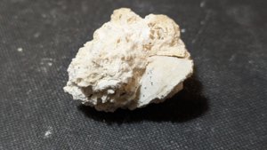 Bivalve cast