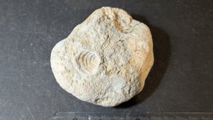 Venus imprint - Measurement ~2cm