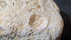 Venus imprint