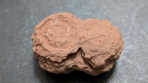 Stromatolite - Sedimentary growth structure produced by cyanobacterial microbial mats. Not a preserved organism.