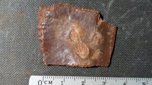 Turtle shell fragment - Measurement 3-4cm
