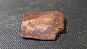 Turtle shell fragment