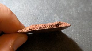 Turtle shell fragment - Side view. The bone structure is visible.