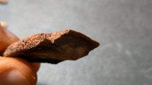 Turtle shell fragment