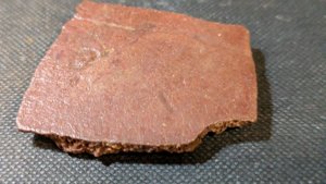 Turtle shell fragment