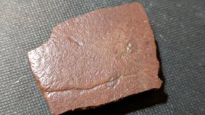 Turtle shell fragment