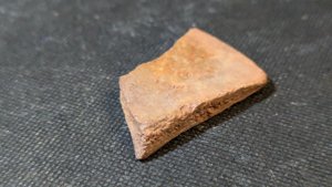 Turtle shell fragment