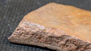 Turtle shell fragment - Detail showing the bone structure.