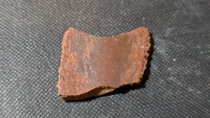 Turtle shell fragment