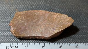 Turtle shell fragment - Measurement 3-4cm