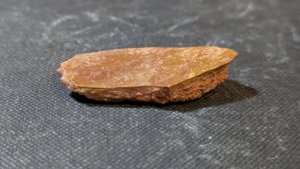 Turtle shell fragment