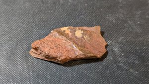 Turtle shell fragment