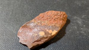 Turtle shell fragment