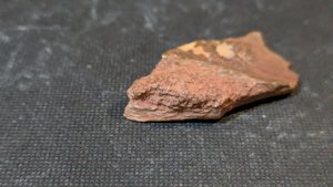 Turtle shell fragment