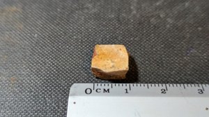 Turtle shell fragment - Measurement ~1cm