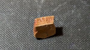 Turtle shell fragment