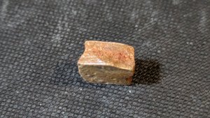 Turtle shell fragment