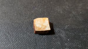 Turtle shell fragment