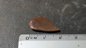 Turtle shell fragment - Measurement ~2cm