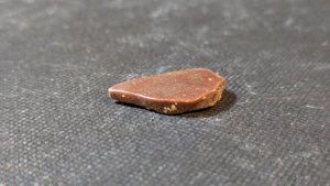 Turtle shell fragment - Only one side is preserved.