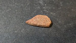 Turtle shell fragment - The bone structure is visible because of the damage.