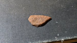 Turtle shell fragment - The bone structure is visible because of the damage.