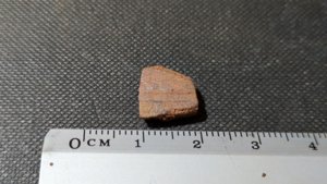 Turtle shell fragment - Measurement ~1cm