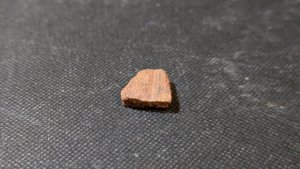 Turtle shell fragment