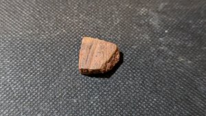 Turtle shell fragment