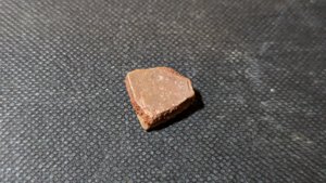 Turtle shell fragment