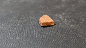 Turtle shell fragment - Side view. The bone structure is visible.